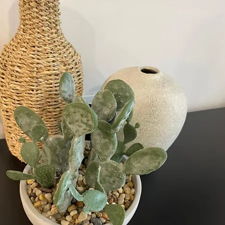 Apartment Magnoliya *